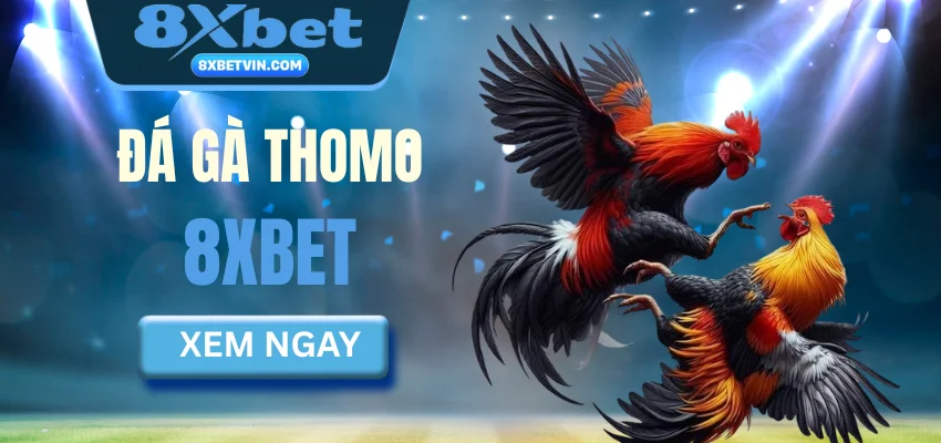 Đá gà thomo 8xbet